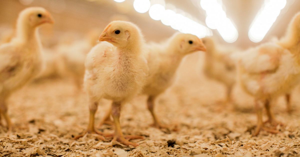 poultry farm plan in hindi